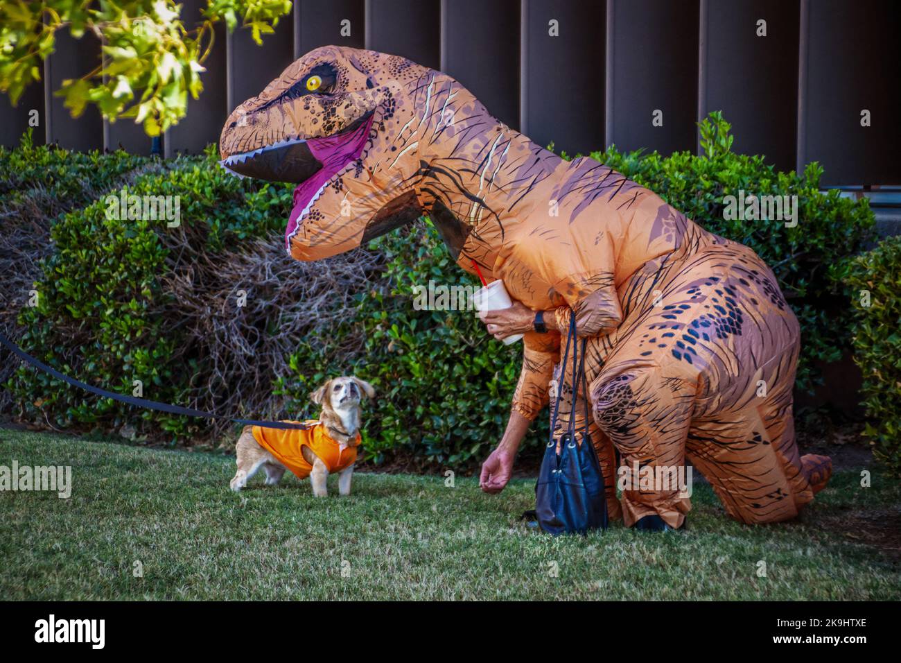 Femme en T-Rex gonflable Costume porte sac à main essaie d'attirer l'attention de petits chiens comme il s'attache à la tête de dinosaure - scène extérieure Banque D'Images
