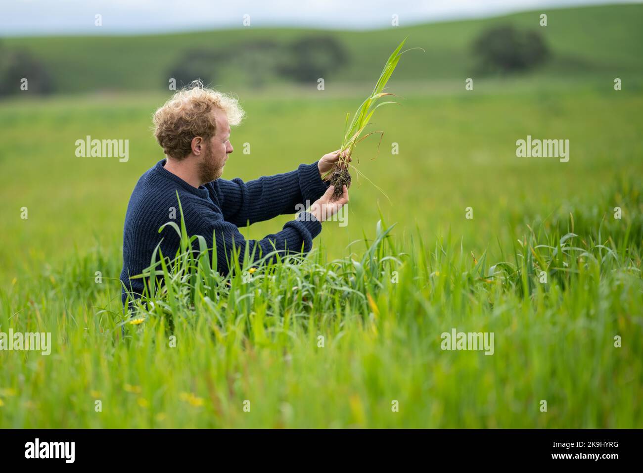 agronome scientifique du sol fermier regardant les pâturages et l'herbe dans un champ au printemps. regardant la croissance des plantes et la santé du sol Banque D'Images