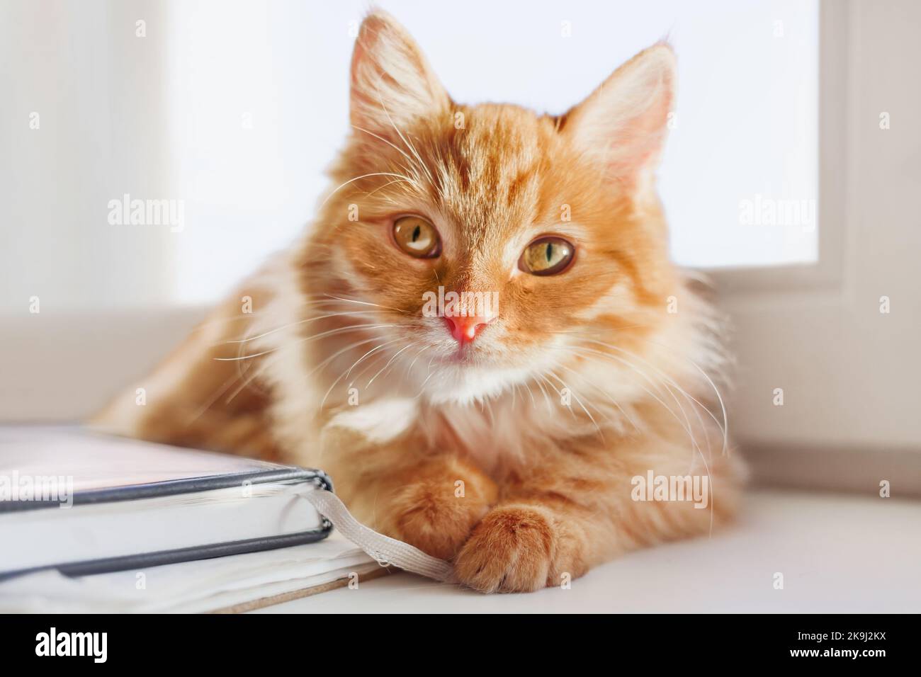 Mignon chat gingembre joue avec signet. Portrait d'un animal de compagnie curieux et moelleux au soleil. Une matinée confortable à la maison. Banque D'Images