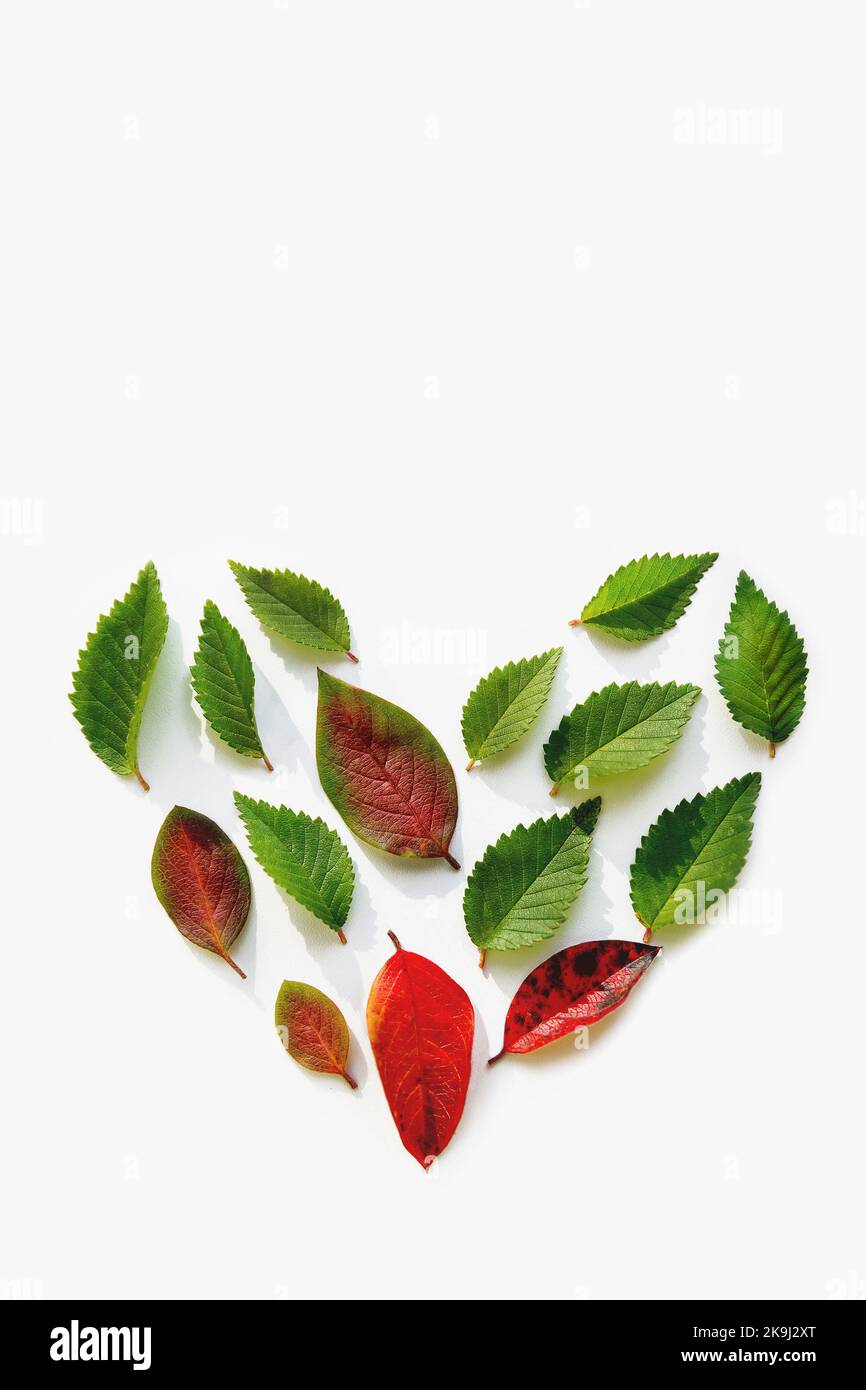 Vue de dessus sur la forme du coeur fait de feuilles rouges et vertes sur fond blanc. Amour de la nature. Concept de pose à plat avec espace de copie. Banque D'Images