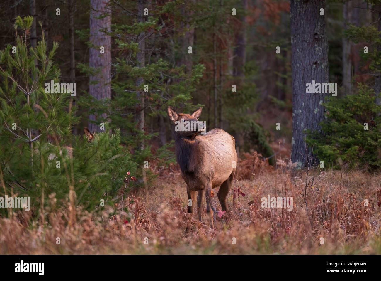 Elk à Clam Lake, Wisconsin. Banque D'Images