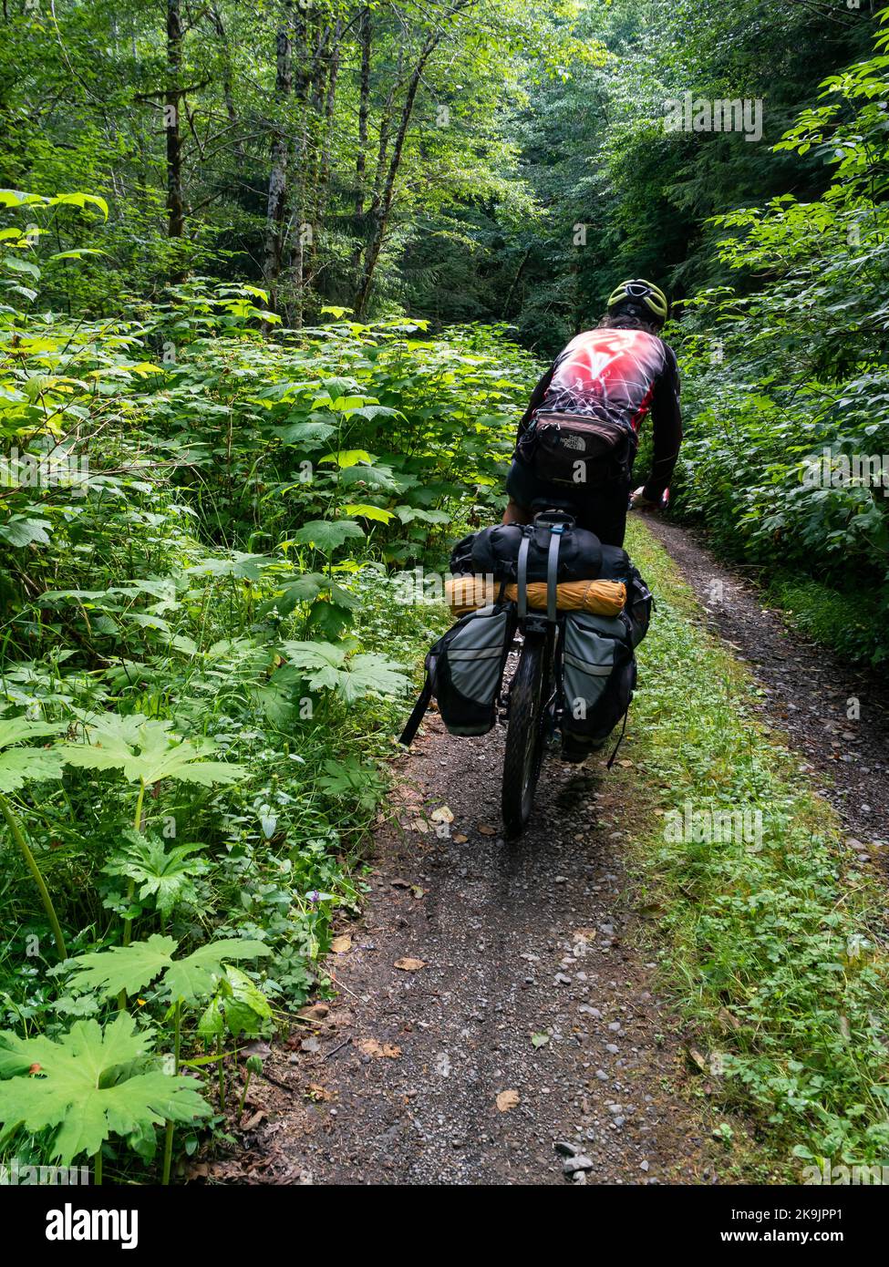 WA22654-00...WASHINGTON - cycliste travaillant son chemin le long d'une route forestière surcultivée dans la forêt nationale olympique, suivant le gravier de Cross Washington Banque D'Images
