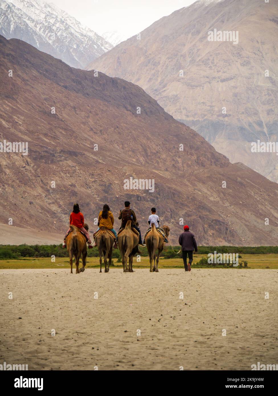 Hunder est un village dans le district de Leh de Ladakh, Inde célèbre pour les dunes de sable, chameaux de Bactrian. Les touristes adorent prendre aride sur des chameaux à double bosse. Banque D'Images