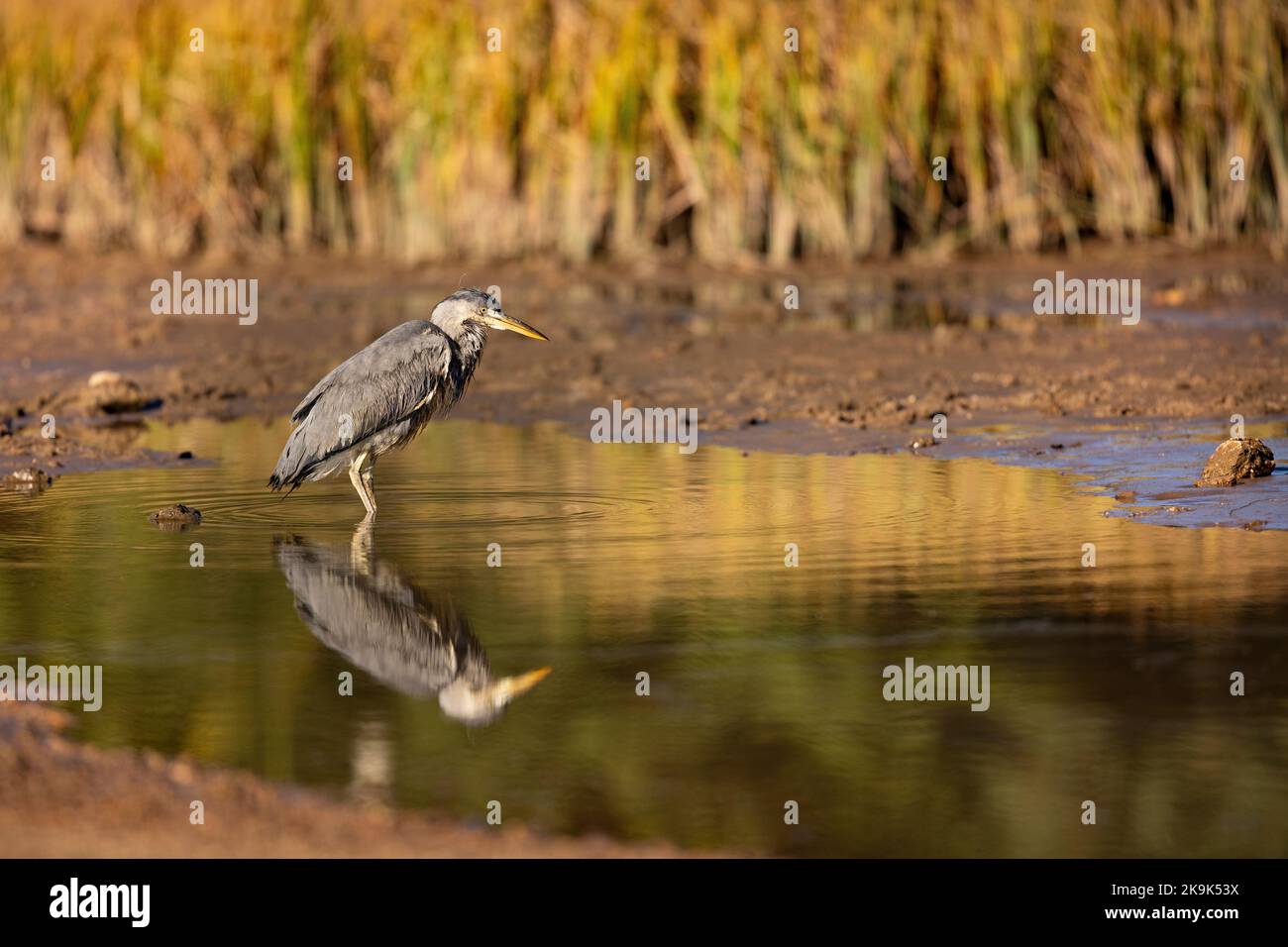 Héron gris, Ardea cinerea debout dans l'eau en automne ensoleillé après-midi. Recherche de nourriture dans l'étang. Miroir dans l'eau. République tchèque Banque D'Images