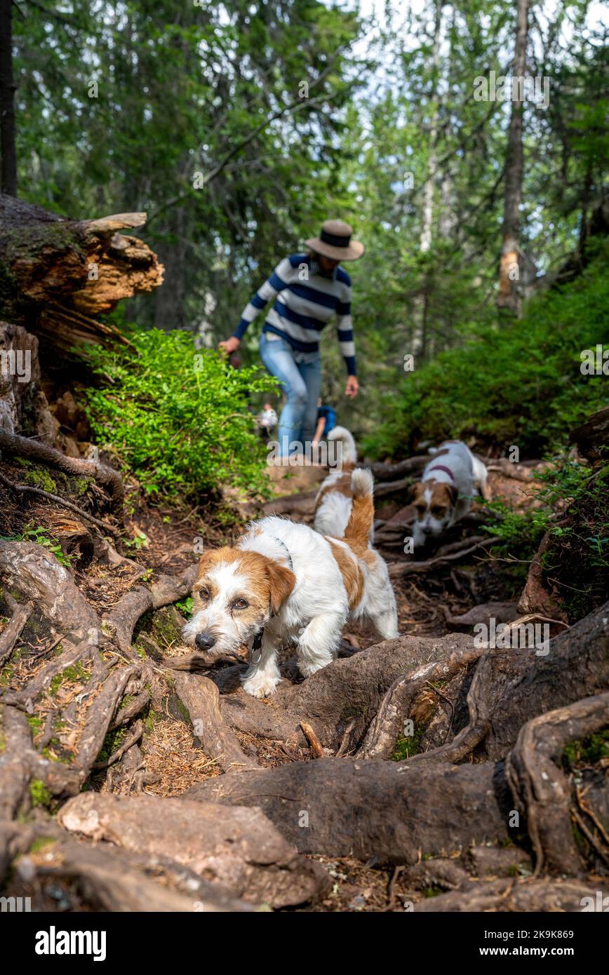 Des chiens amples avec une femme propriétaire explorant et marchant les sentiers boisés Banque D'Images