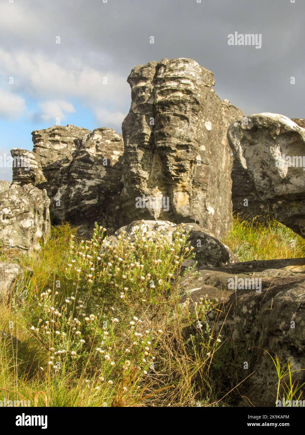 Un pilier rocheux de quartzite abîmé dans le plateau herbeux de Kaapsche Hoop en Afrique du Sud Banque D'Images