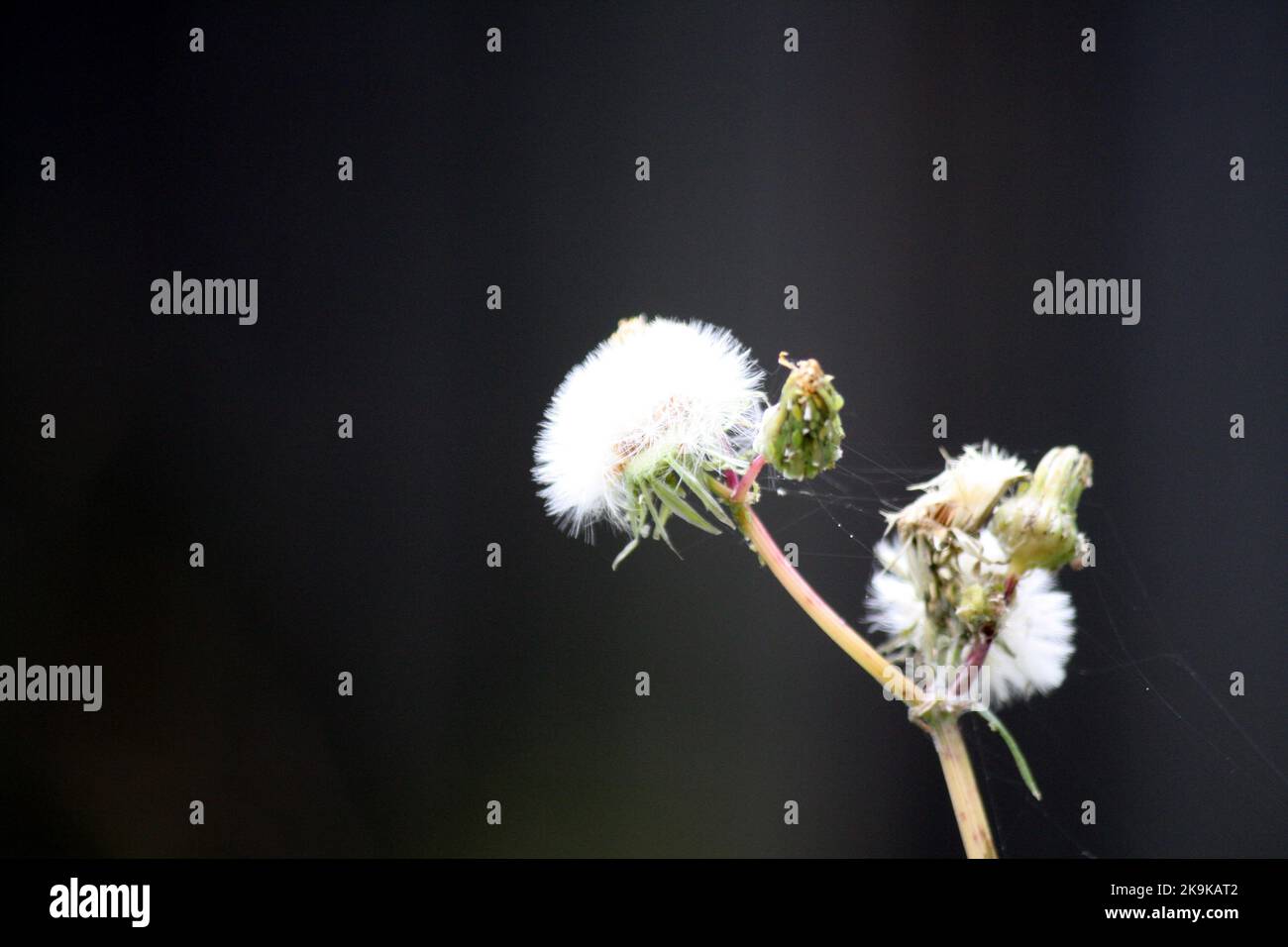 Tête de fée de pissenlit rouge (Taraxacum erythrospermum) dans un jardin : (pix SShukla) Banque D'Images