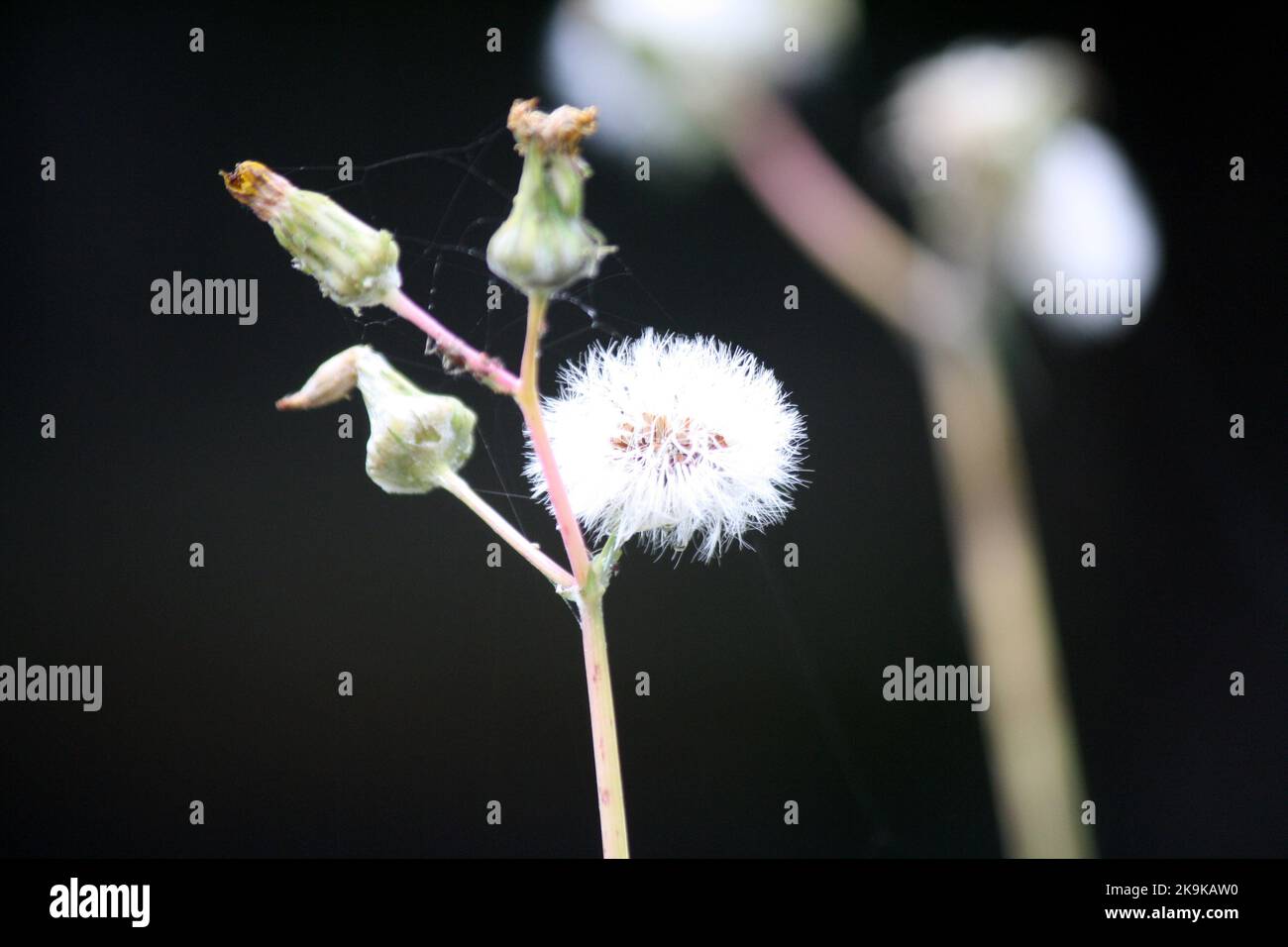 Tête de fée de pissenlit rouge (Taraxacum erythrospermum) dans un jardin : (pix SShukla) Banque D'Images