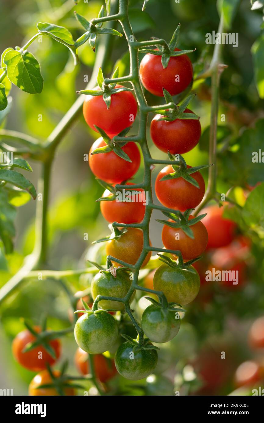 Tomates cerises appétissantes mûres accrochées à la brindille verte au moment où les fruits mûrissent en serre ou à la ferme Banque D'Images