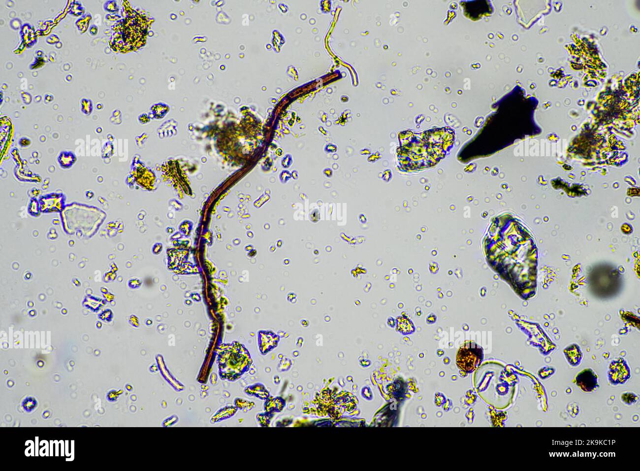 micro-organismes et biologie du sol, avec des nématodes et des champignons au microscope. dans un échantillon de sol et de compost au printemps Banque D'Images