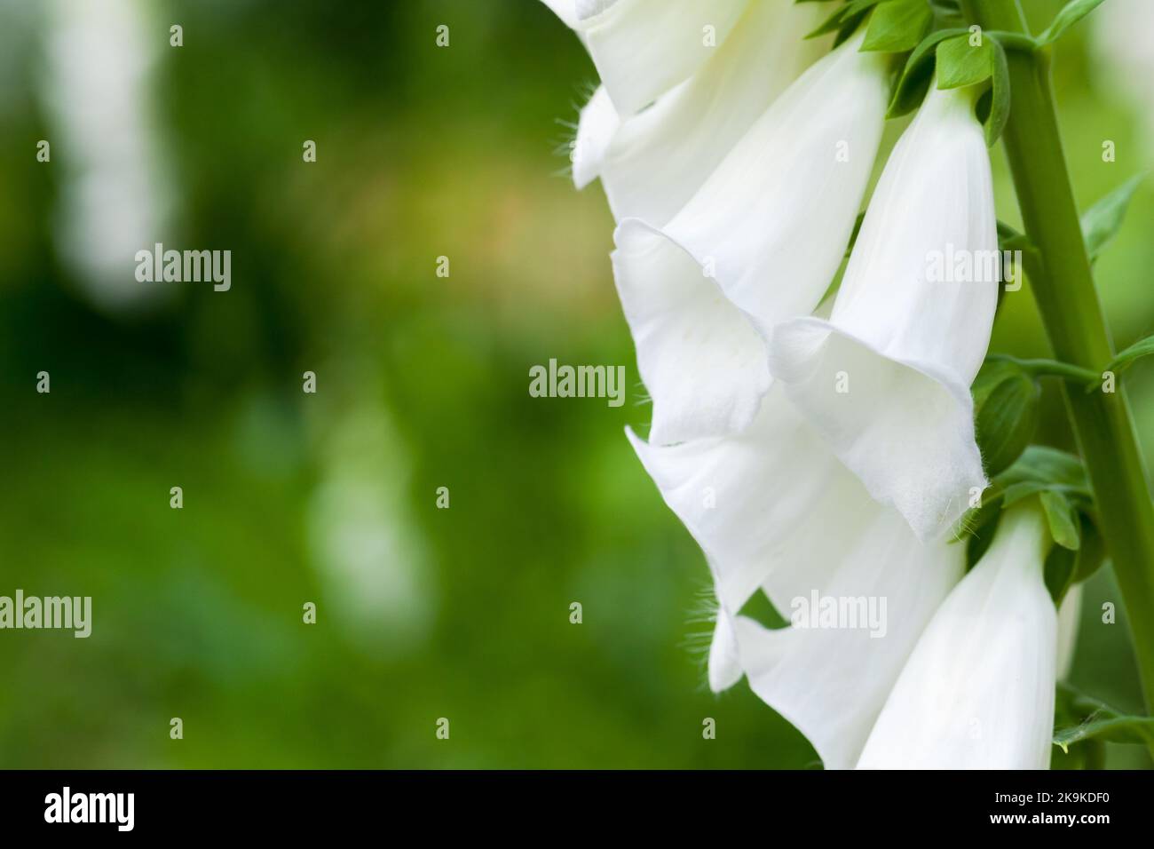 Macro photo de fleurs dans un jardin. Phénotype blanc de Digitalis purpurea. Connu sous le nom de foxglove ou de foxglove commun, il s'agit d'une espèce toxique de flowerin Banque D'Images