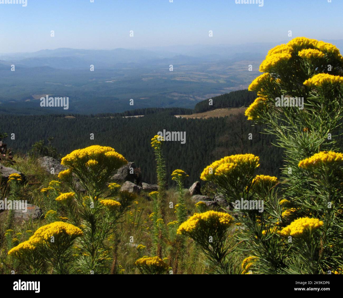 Les belles fleurs jaunes du Phymaspermum acerosum avec vue sur la vallée de Kaap en arrière-plan Banque D'Images
