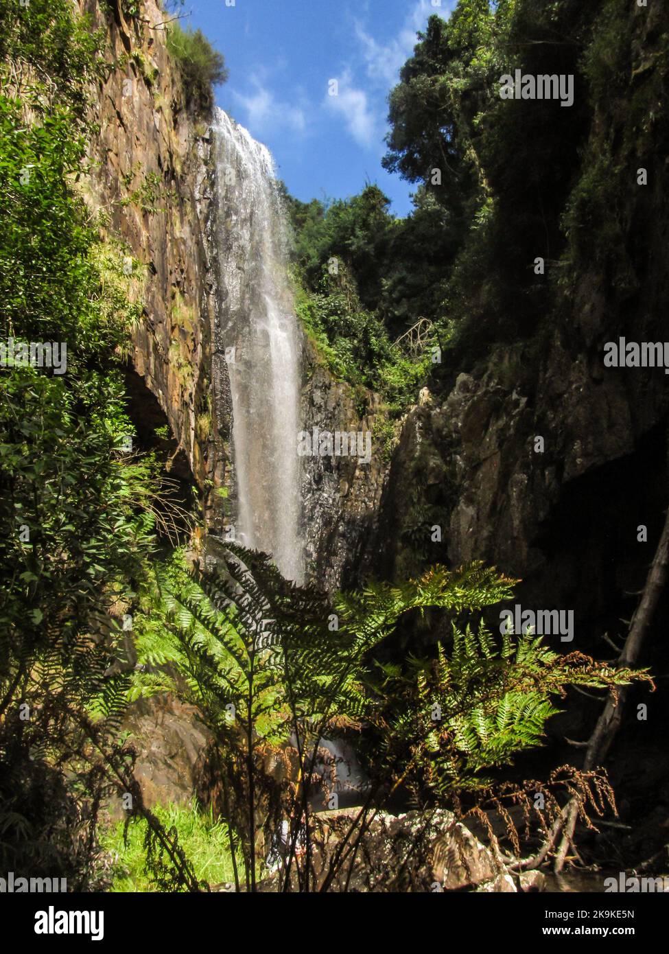 Cascade majestueuse dans une gorge abritée, avec une fougère forestière au premier plan, à Kaapsche Hoop, Mpumalanga, Afrique du Sud. Banque D'Images