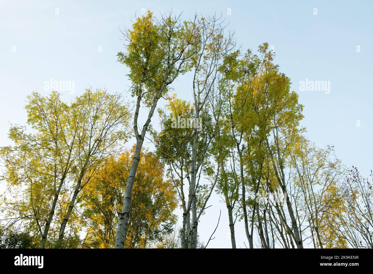 Fraxinus excelsior. Cendre les arbres dans la lumière d'automne tôt le matin. Angleterre Banque D'Images