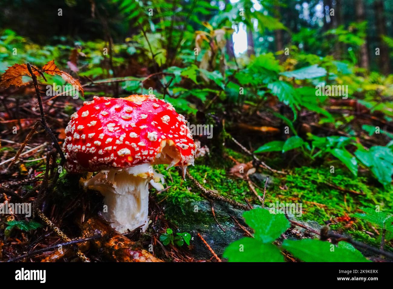 singel merveilleux champignon agarique de mouche dans la forêt verte en automne Banque D'Images