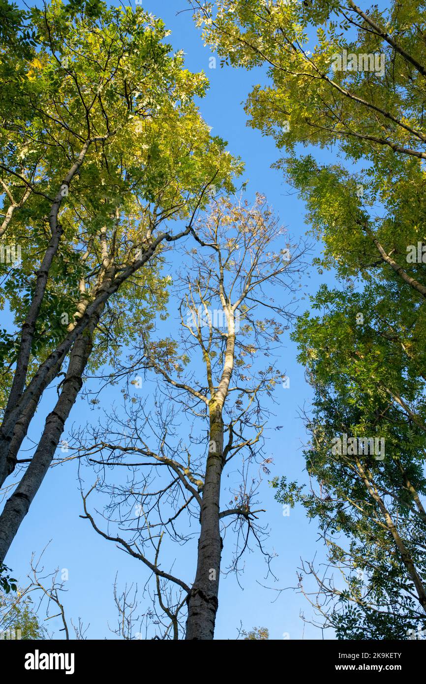 Fraxinus excelsior. Cendre les arbres dans la lumière d'automne tôt le matin. Angleterre Banque D'Images