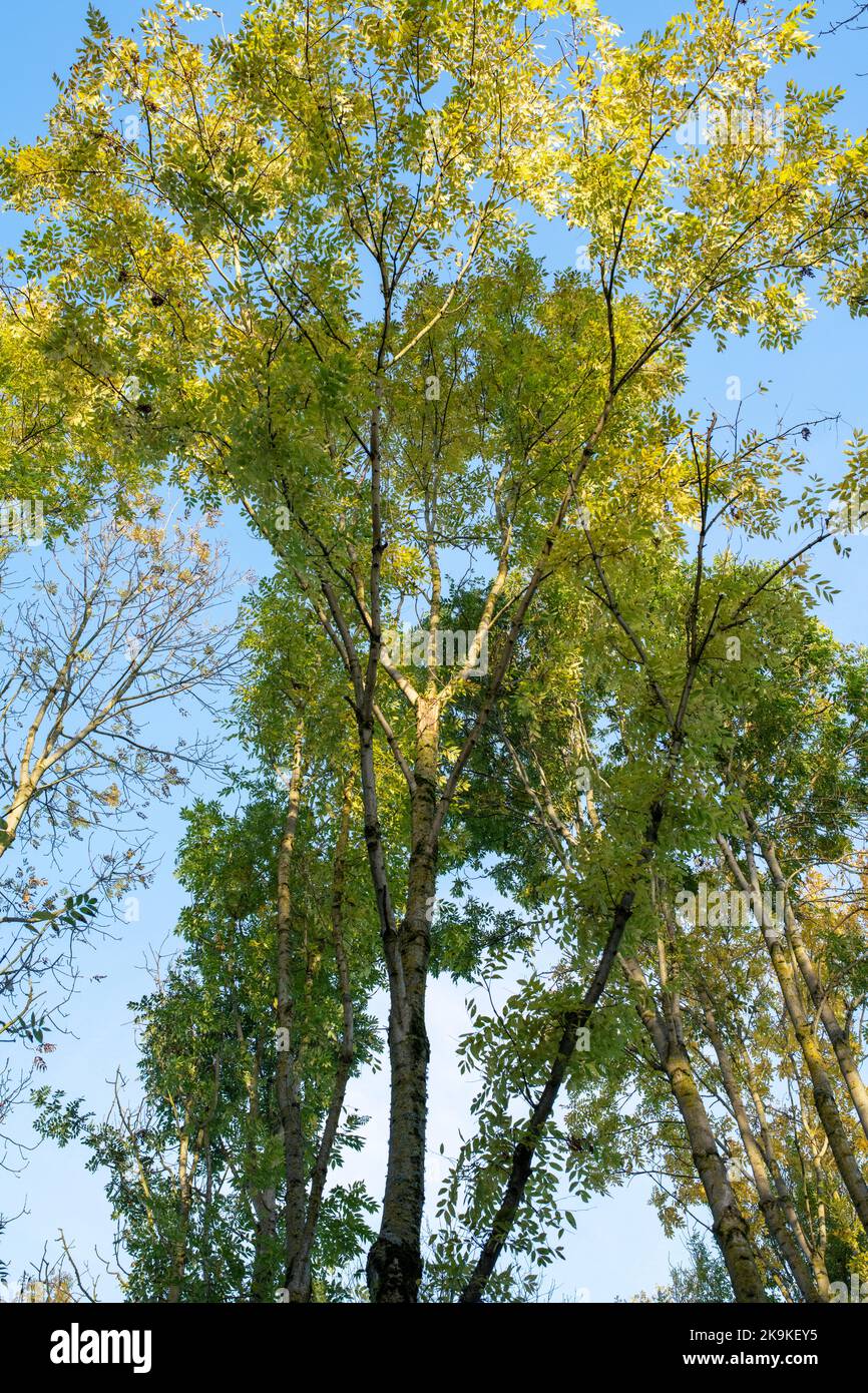 Fraxinus excelsior. Cendre les arbres dans la lumière d'automne tôt le matin. Angleterre Banque D'Images