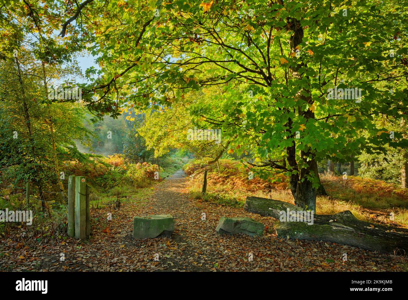 Sentier près de Cendrillon dans la forêt de Dean. Banque D'Images