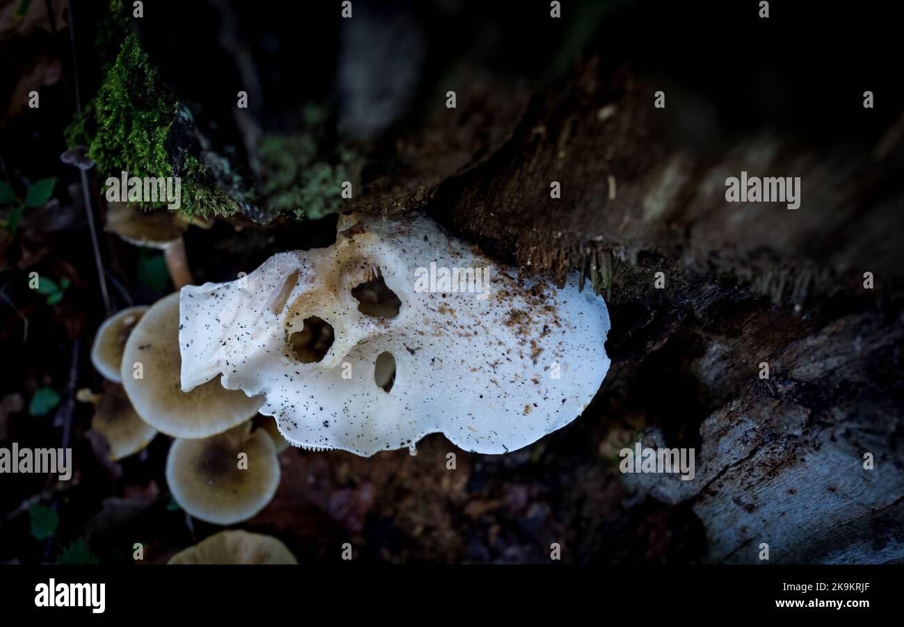 Pleurote (Pleurotus ostreatus) Banque D'Images
