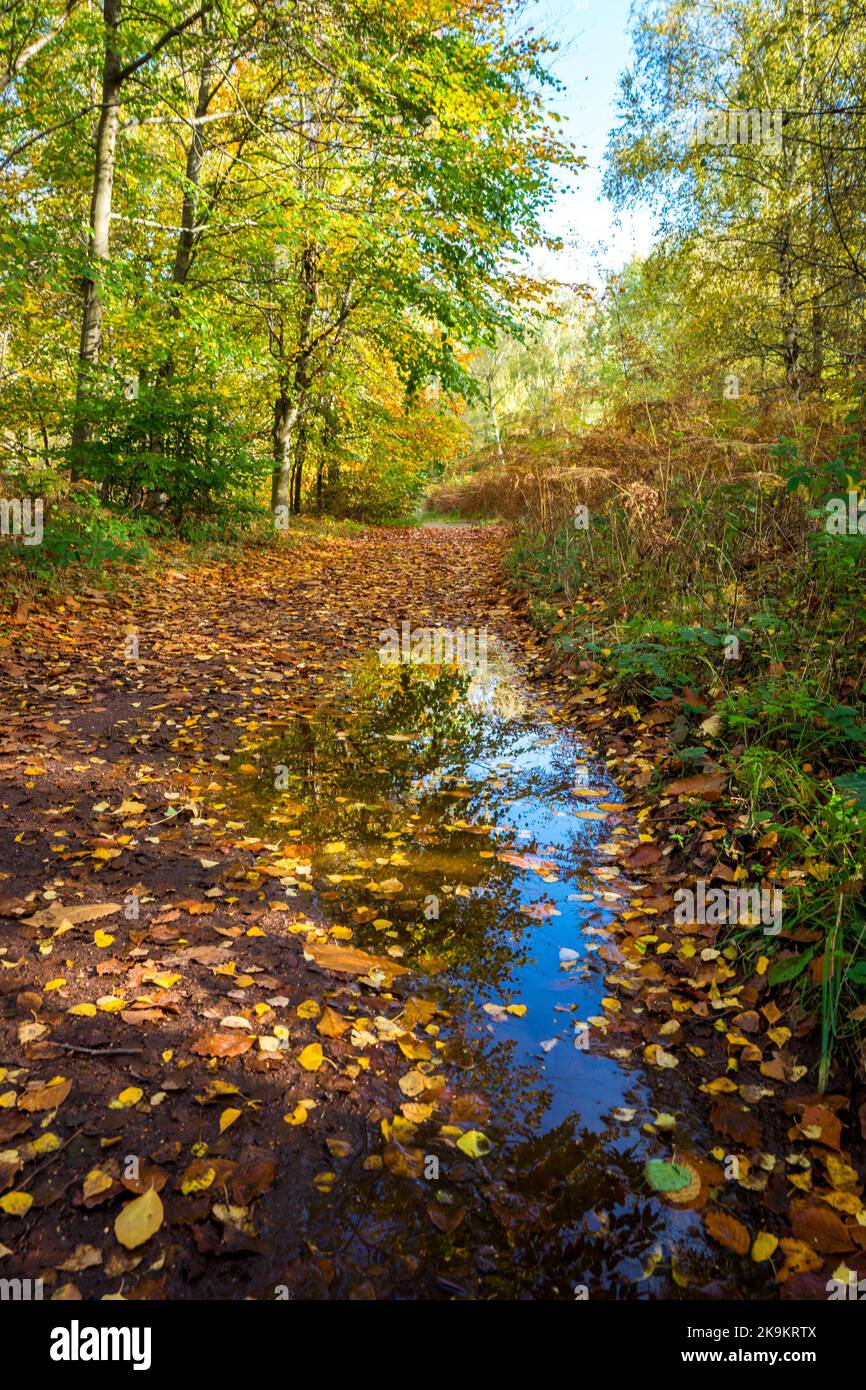 Arbres de hêtre feuillus avec lumière du soleil sur un chemin et une flaque de bois dans la forêt de Sherwood, dans le Notinghamshire, Angleterre, Royaume-Uni. Banque D'Images