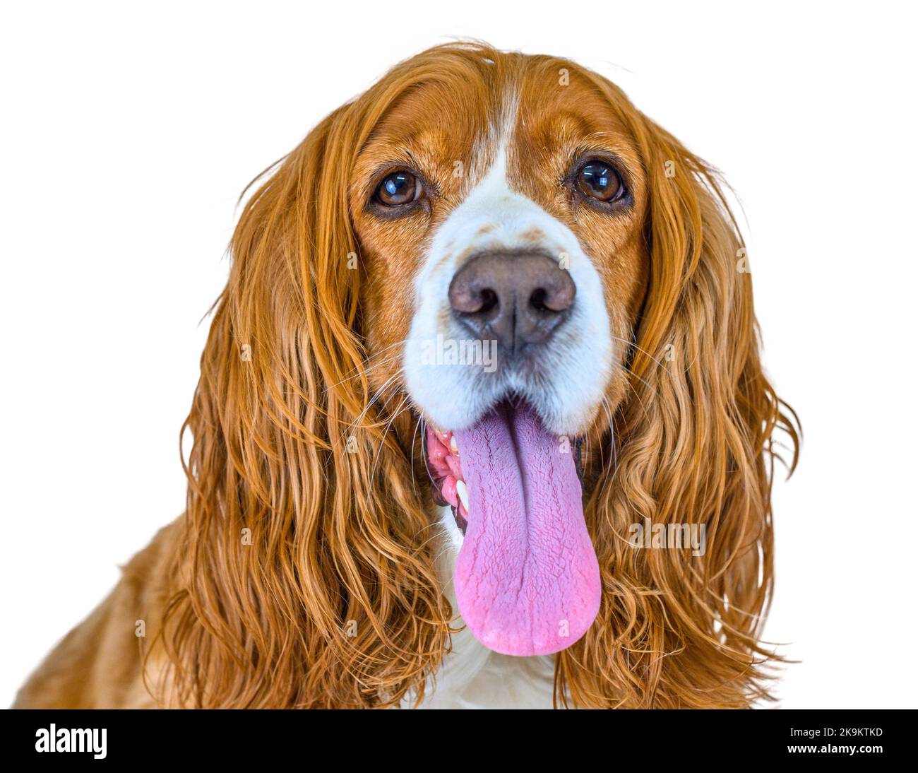 Animal de compagnie mignon isolé sur fond blanc Banque D'Images