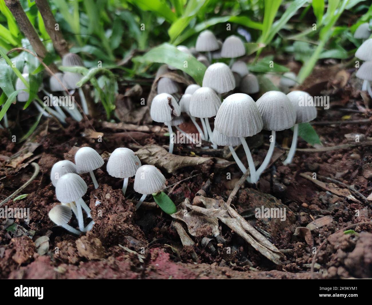 Coprinellus disséminatus, le champignon de la calotte encrière de fée, pousse rapidement en grappes sur le bois en décomposition. Banque D'Images