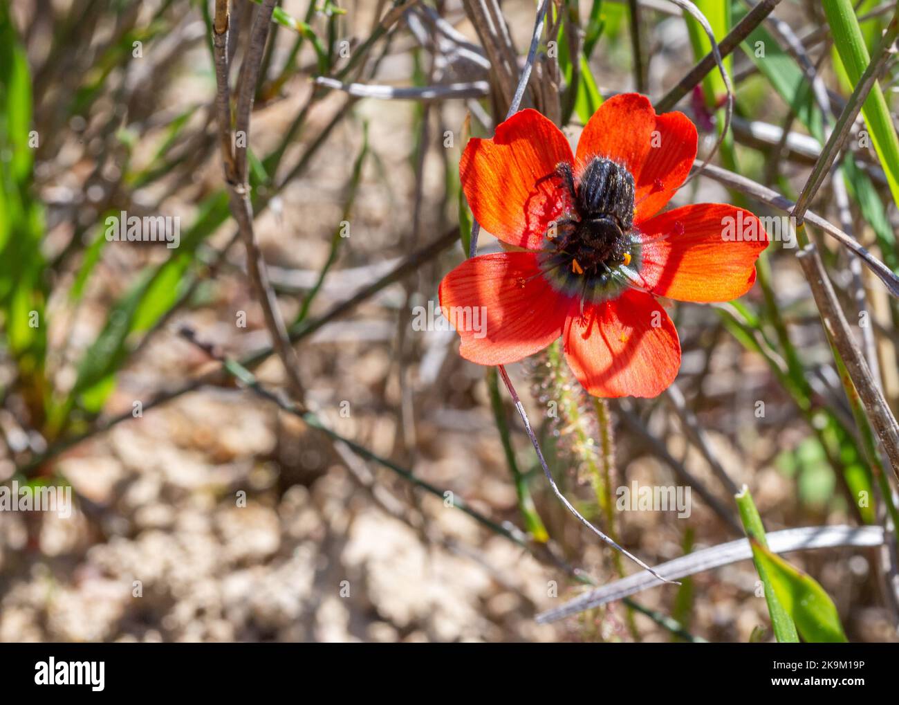 Fleur d'une forme rare d'orange de Drosera cistiflora avec pollinisateur (Monkey Beetle) Banque D'Images