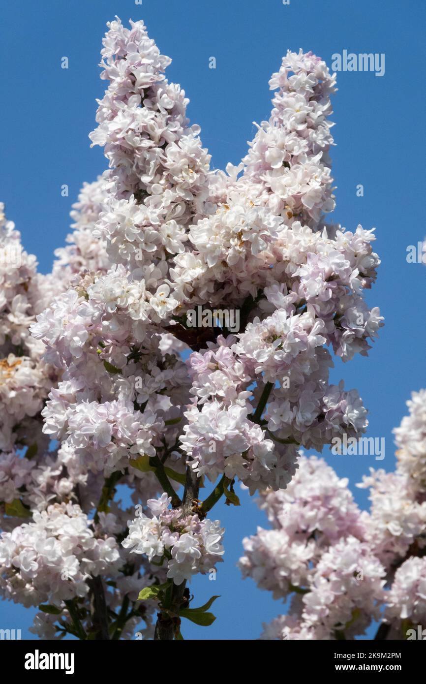 Belle, floraison, branche, lumineux, lilas, Syringa 'Rosace', Syringa vulgaris, blanc, ciel de Blooms Banque D'Images