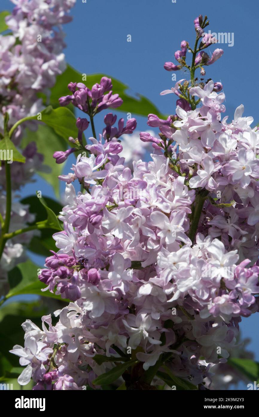 Lumière, vif, lilas, Syringa Madame Antonie Buchner, Bright, fleurs, Syringa vulgaris, terminal, Vibrant, Blooms Banque D'Images