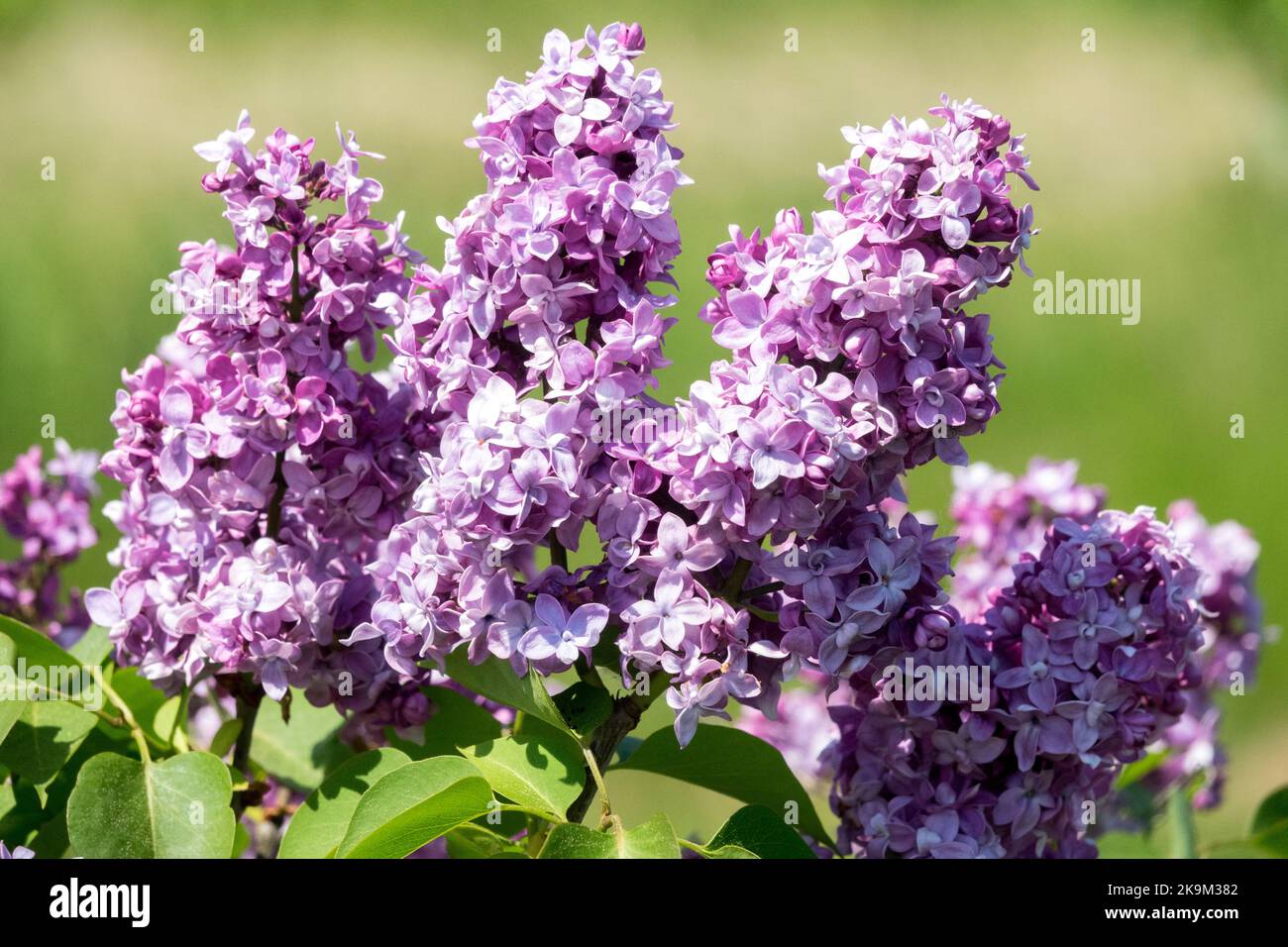 Lilas français, Syringa vulgaris 'Georges Bellair', Floraison, arbuste, brillant, violet, Syringa, lilas, parfumé, fleurs Banque D'Images