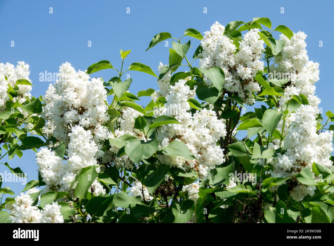 Blanc, arbuste, lilas, Syringa vulgaris, arbuste fleuri, fleurs, parfumé, lilas, fleurs Syringa vulgaris Mme. Casimir Perier Banque D'Images