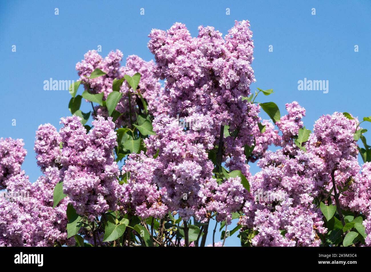 Printemps, arbuste à fleurs, syringa lilas, lumière, Rose, Syringa vulgaris, belle, en fleurs, parfumé, lilas Banque D'Images