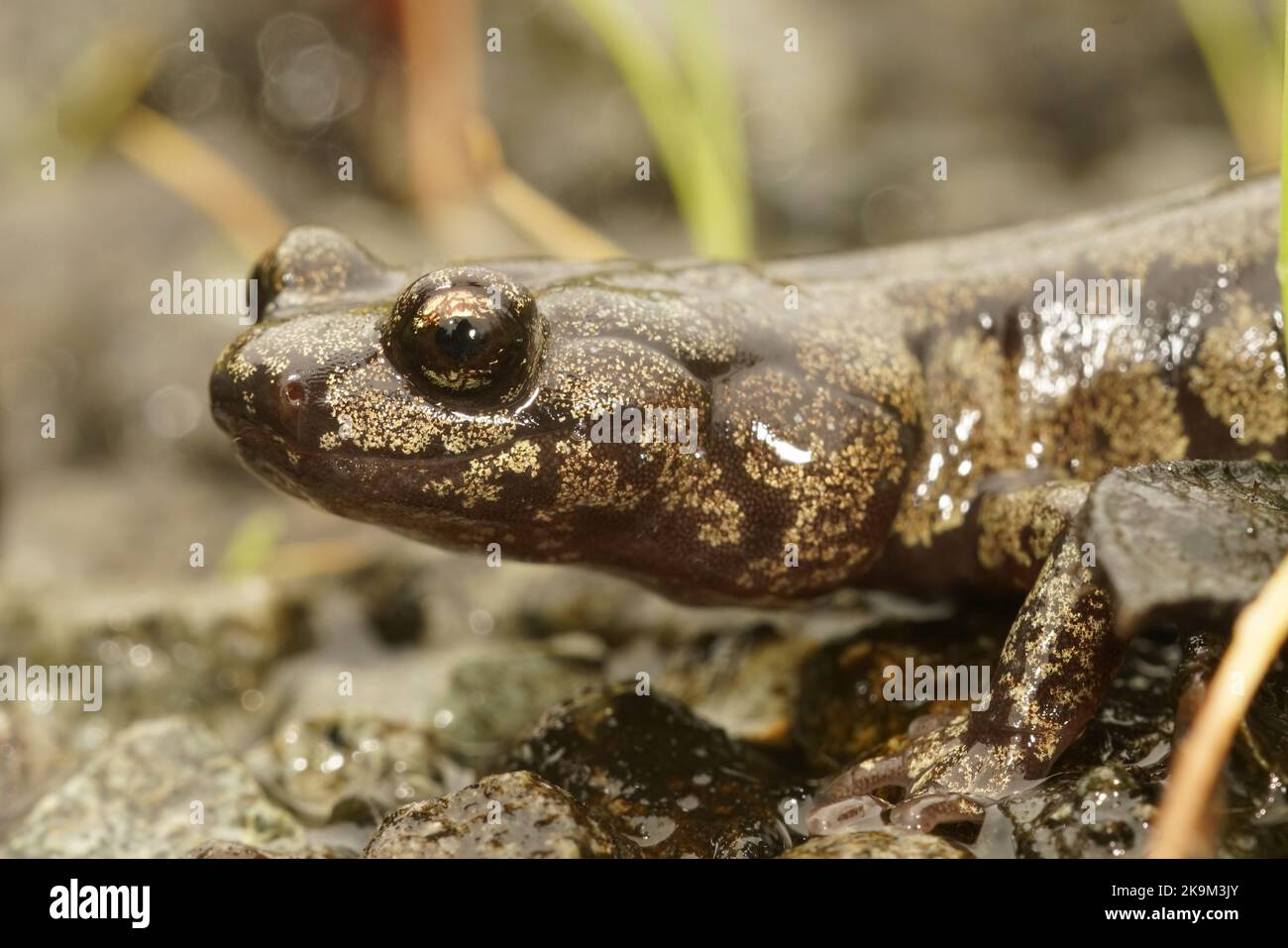 Gros plan détaillé sur une magnifique salamandre nuagée adulte, l'Anoides ferreus, dans le nord de la Californie Banque D'Images