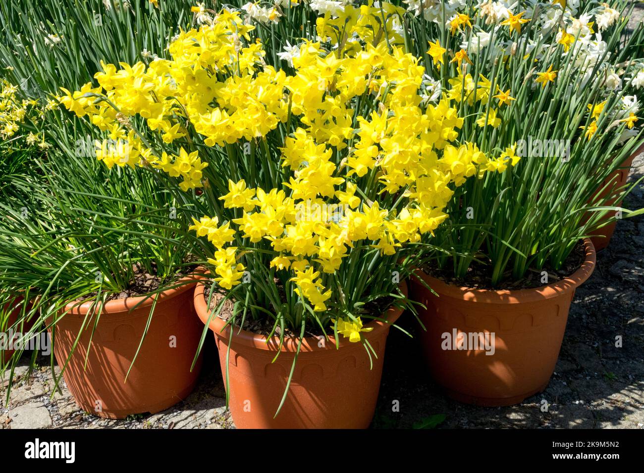 Printemps, jonquilles en pots, Narcissus, jaune, fleurs, floraison, jonquilles, pots, floraison, récipients pour pots de plantes Banque D'Images