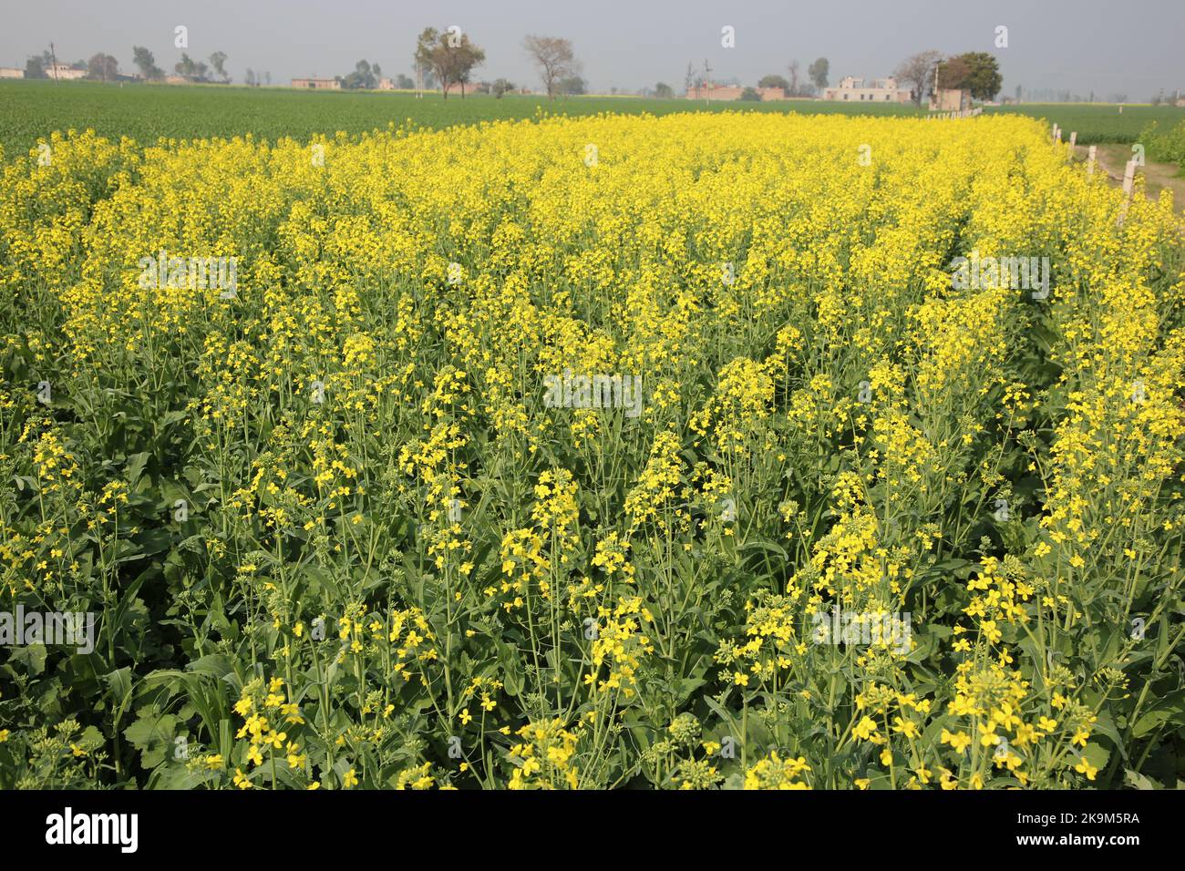 Récolte de fleurs jaunes de moutarde en inde de la meilleure qualité Banque D'Images