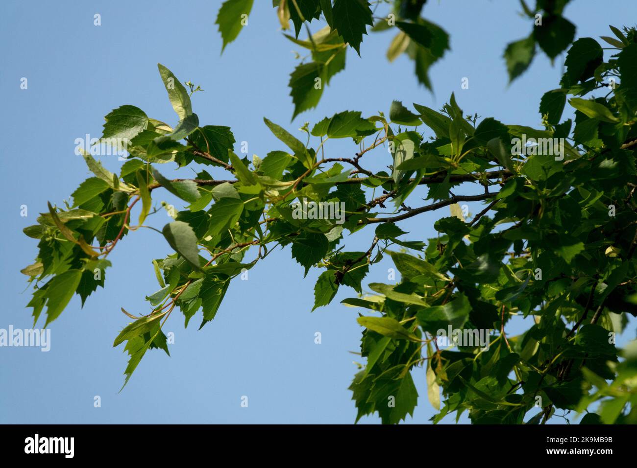 Lime mongole, Tilia mongolica, lime, feuilles, Linden, Feuillage, branche, Tilia, ressort, plante Banque D'Images