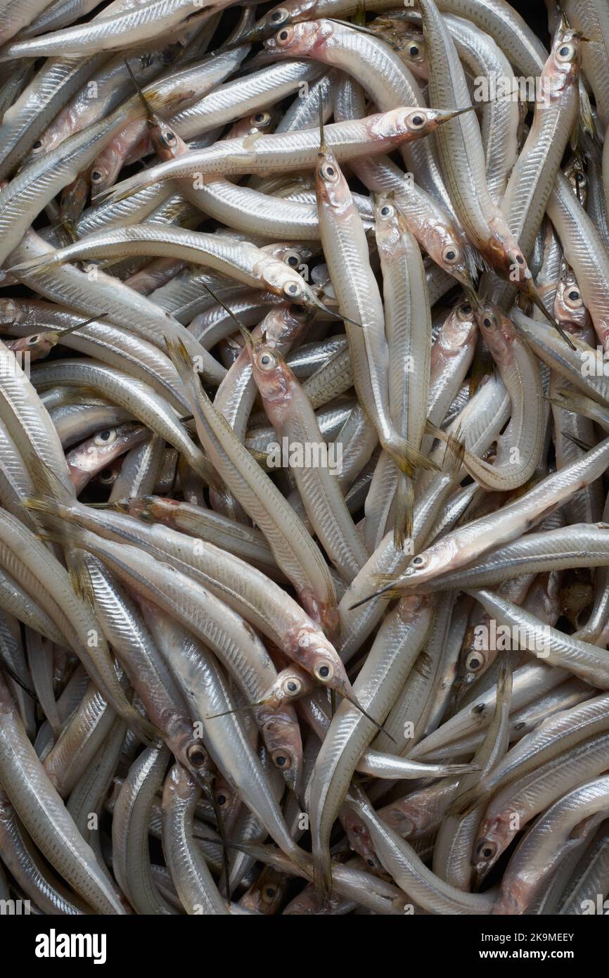 prise fraîche de poisson, petite needlefish argentée sur le marché du poisson, gros plan de poisson d'eau salée plein cadre, fond alimentaire Banque D'Images