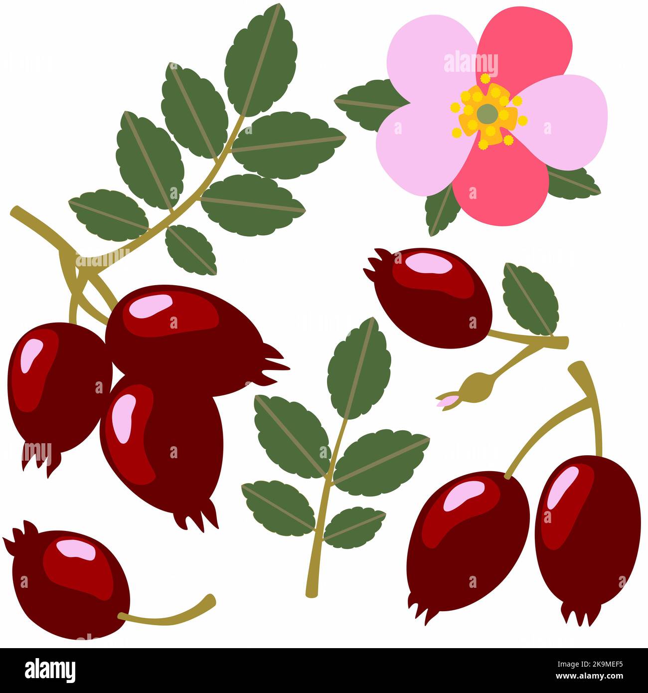 Ensemble de branches de rose de chien isolé sur fond blanc. Baies et feuilles de hanche roses. Illustration botanique dessinée à la main d'éléments de fleurs sauvages. Banque D'Images
