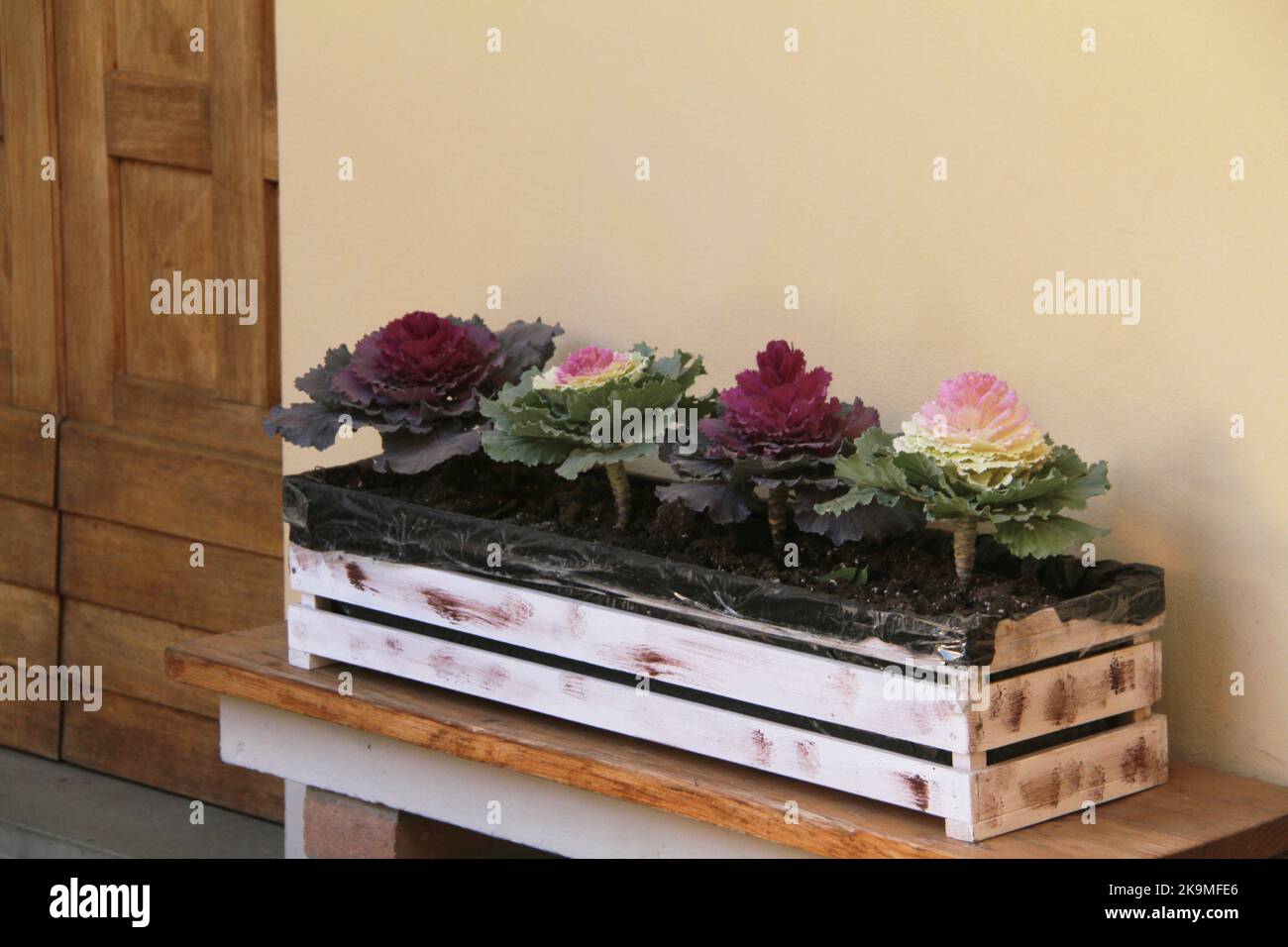 Chou ornemental en caisse en bois Banque D'Images