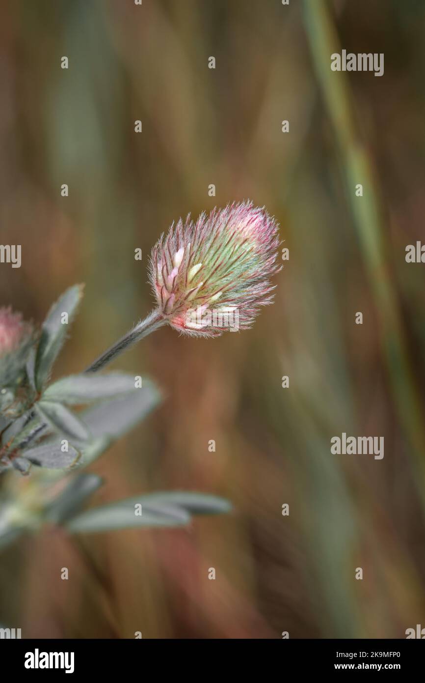 (Trifolium angustifolium) floraison du trèfle de cramoisi à feuilles étroites au printemps, le Cap, Afrique du Sud Banque D'Images