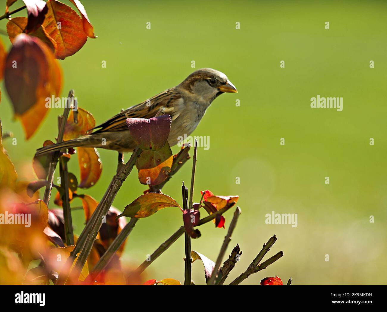 Le jour de l'automne, il est possible de surveiller ou de se nourrir à l'oiseau Banque D'Images