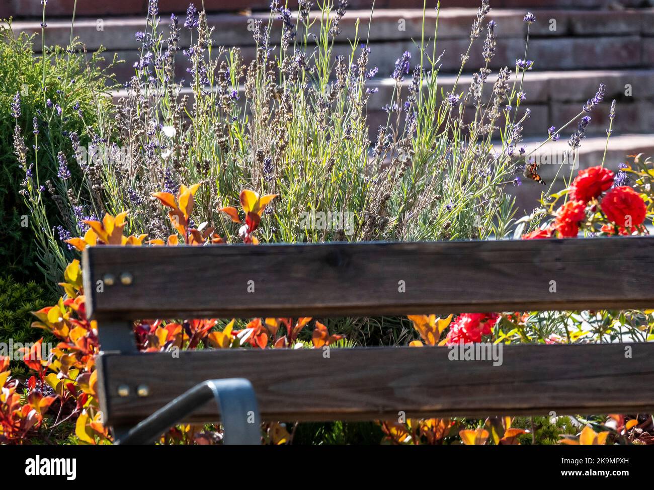 Bulgarie Elhovo 29th octobre 2022 : merveilles de la nature de la mère en automne, les fleurs fleurissent pour la deuxième fois au cours de la même année. Clifford Norton Alay Live News Banque D'Images