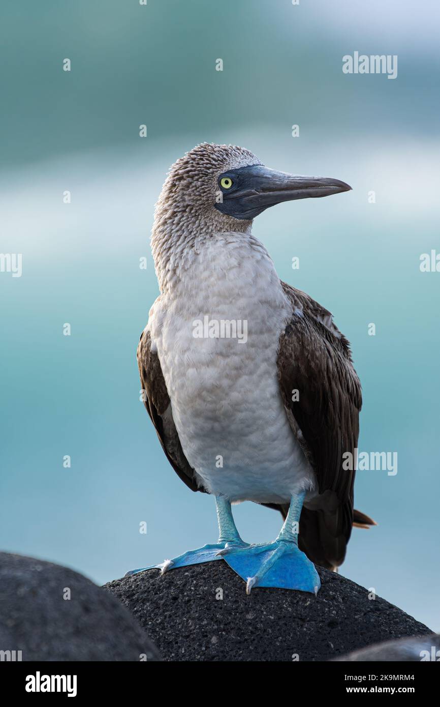 Gros plan d'un Booby adulte à pieds bleus (Sula nebouxii) perché sur des roches volcaniques dans les îles Galapagos, en Équateur. Banque D'Images