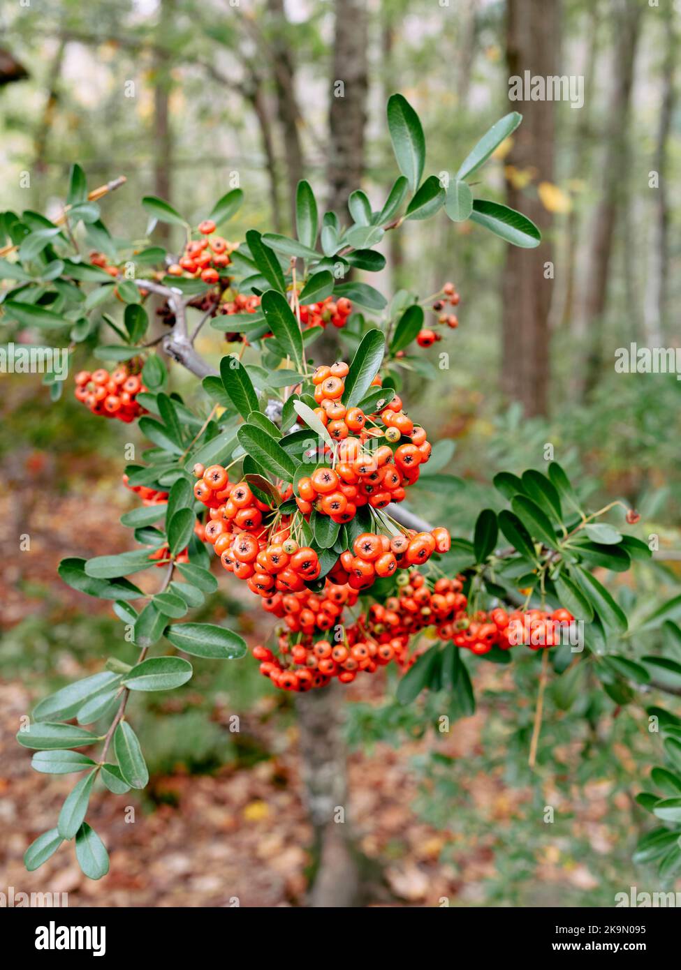 Pyracantha un genre de grands arbustes épineux de la famille des Rosaceae, avec des noms communs firethorn ou pyracantha ou Victory pyracantha. Banque D'Images