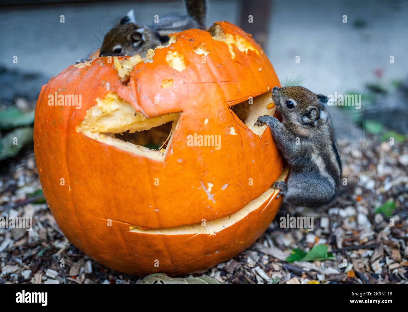 29 octobre 2022, Saxe, Aue-Bad Schlema : deux écureuils chinois au zoo Auer der Minis grimpent autour d'une citrouille d'Halloween. Le zoo du Minis est une destination populaire dans la région des montagnes de l'Ore. Plus de 400 animaux d'environ 70 espèces vivent dans le zoo, y compris toutes les plus petites races d'animaux domestiques au monde et de nombreux minis rares de la nature. Photo: Kristin Schmidt/dpa Banque D'Images