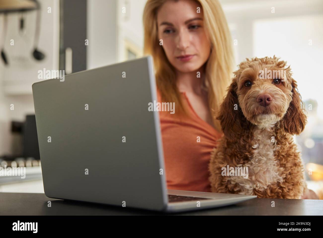 Femme avec chien de Cockapoo d'animal recherchant l'assurance sur ordinateur portable à la maison Banque D'Images