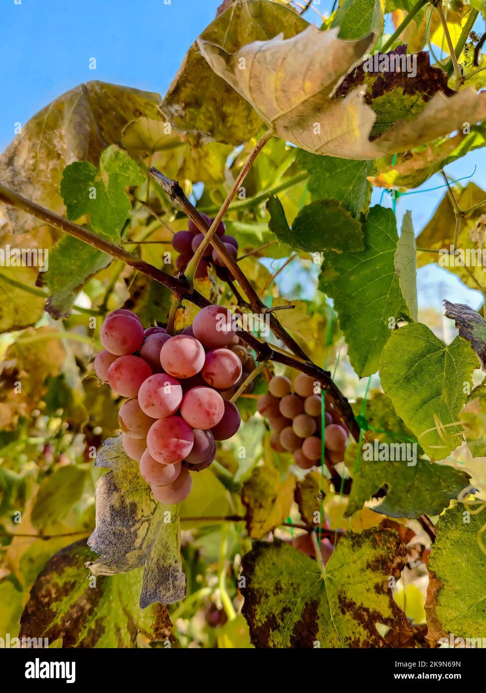 Bouquet de raisins de vin mûrs sur la vigne dans le jardin le jour ensoleillé d'automne. Gros plan. Mise au point sélective. Banque D'Images