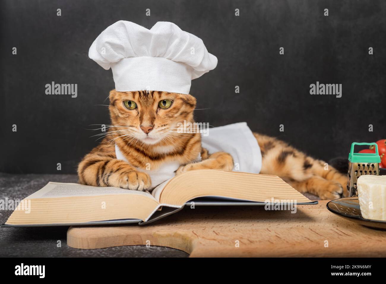 Un joli chat Bengale se trouve à côté d'un livre de recettes ouvert sur fond sombre. Banque D'Images