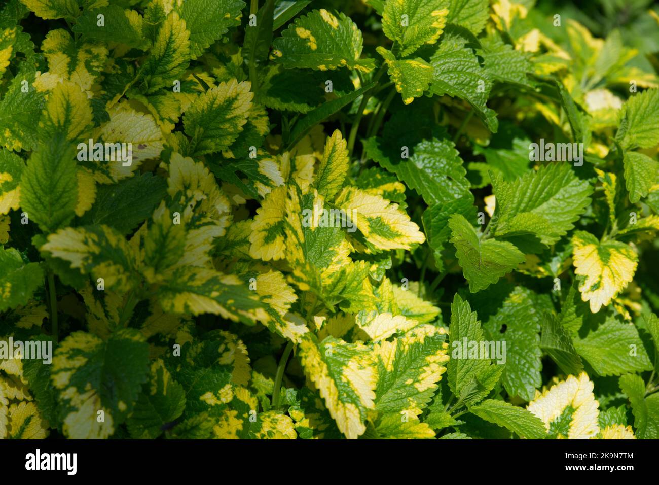 Feuillage de baume de citron et de baume de citron doré - Melissa officinalis aureum dans le jardin du Royaume-Uni juin Banque D'Images