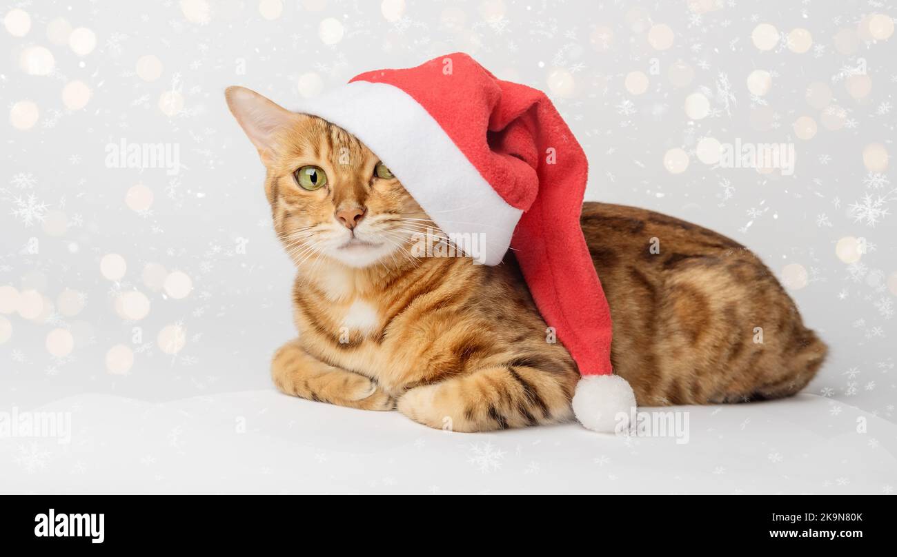 Chat de Noël dans un chapeau de Père Noël rouge sur fond blanc. Banque D'Images